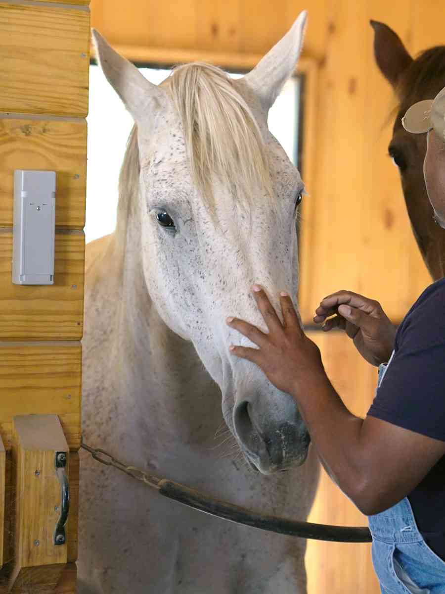 Farmer checks on horse after cellular contact sensor on stall door is opened 